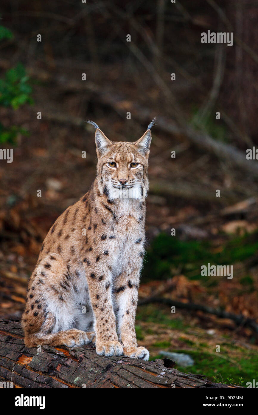 Eurasian lynx (Lynx lynx), captive, Bavaria, Germany Stock Photo