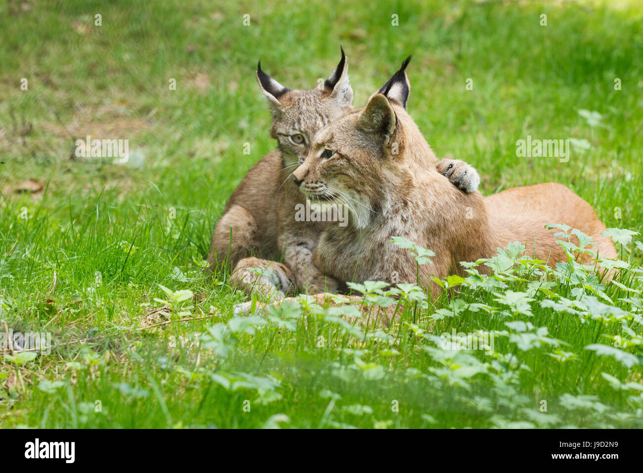 Young European lynx (Lynx lynx) with dam, captive, Hesse, Germany Stock Photo