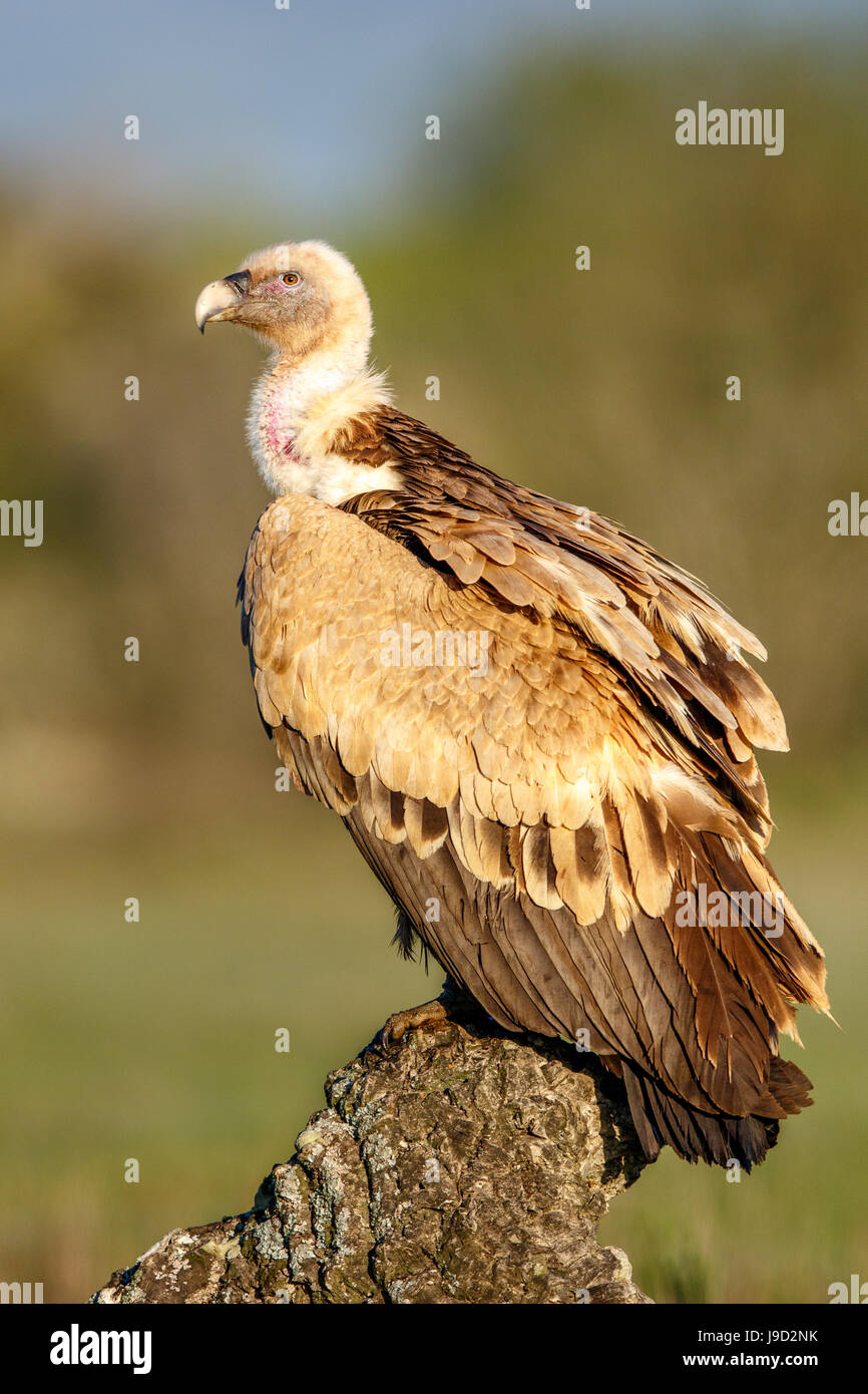 Griffon vulture (Gyps fulvus) sitting on rock, Pyrenees, Spain Stock Photo