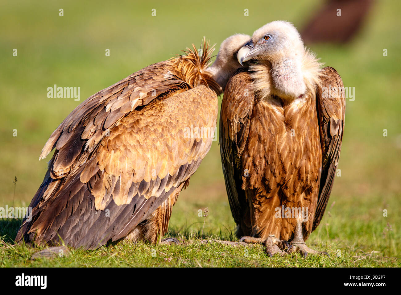 Griffon vultures (Gyps fulvus) sitting in meadow, Pyrenees, Spain Stock Photo
