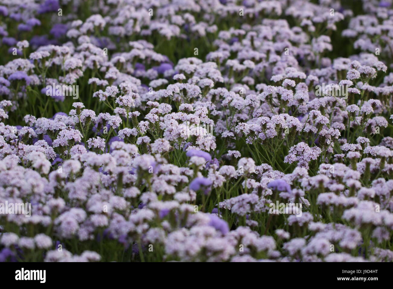 purple, violet, florets, pink, flower bed, flowerbed, blue, tea, park, garden, Stock Photo