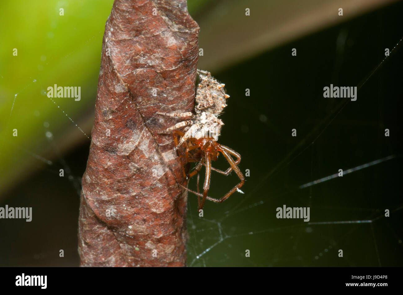 Portia spider hires stock photography and images Alamy
