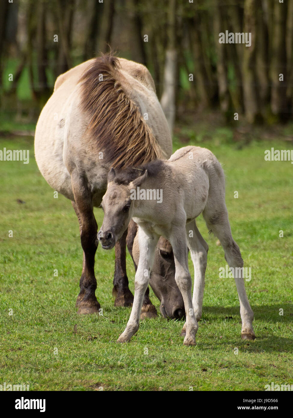 Best Riding Animals ride, horse, animal, horseriding, nature, ride, horse, animal, animals ...