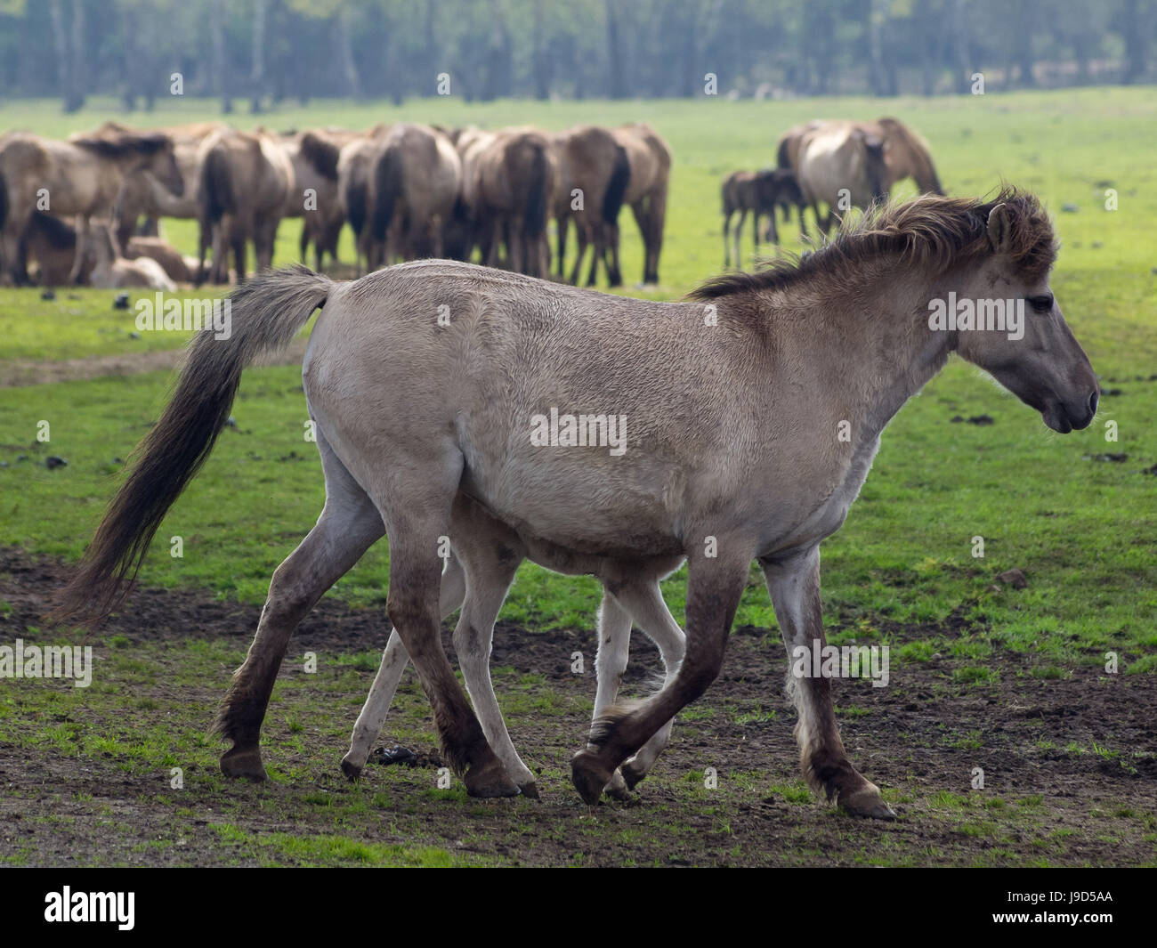 ride, horse, animal, horseriding, nature, ride, horse, animal, animals ...