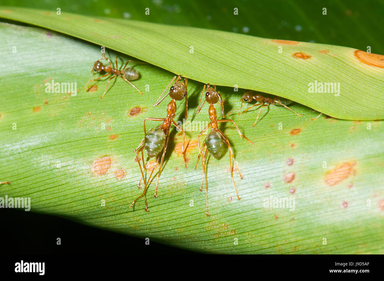 Green Tree Ants (Oecophylla smaragdina) building a nest by rolling a leaf, Far North Queensland