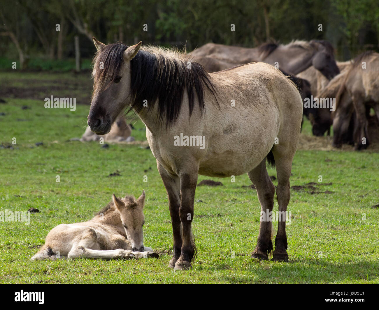 Good Riding Animals ride, horse, animal, horseriding, nature, ride, horse, animal, animals ...