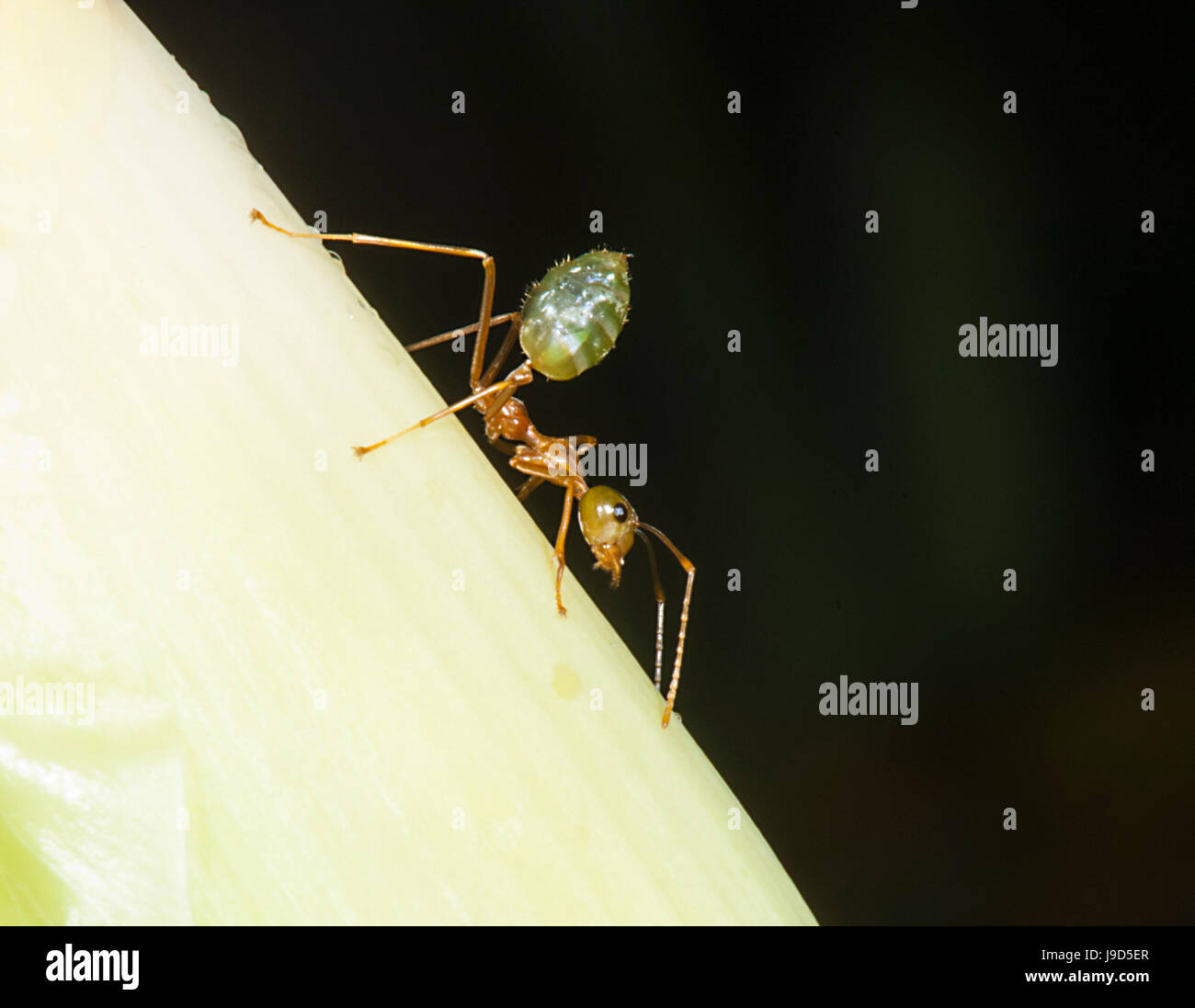 Green Tree Ants (Oecophylla smaragdina), Far North Queensland, FNQ, QLD