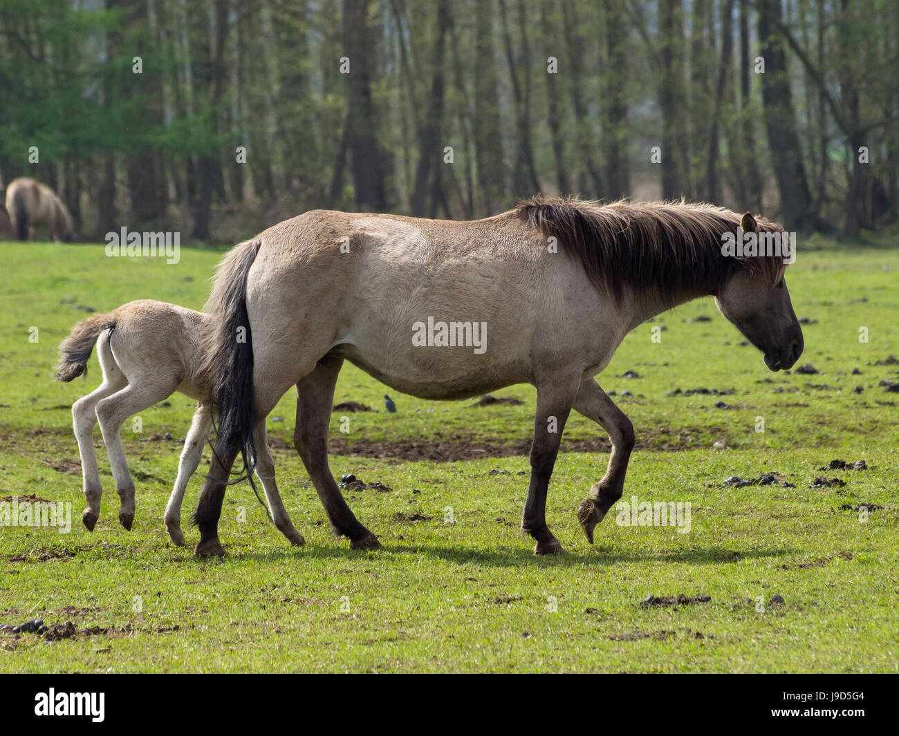 Best Riding Animals ride, horse, animal, horseriding, nature, ride, horse, animal, animals ...