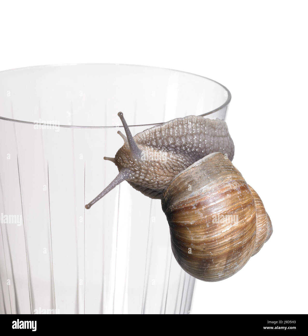 snail, edible snail, drinking glass, gastropod, motion, postponement