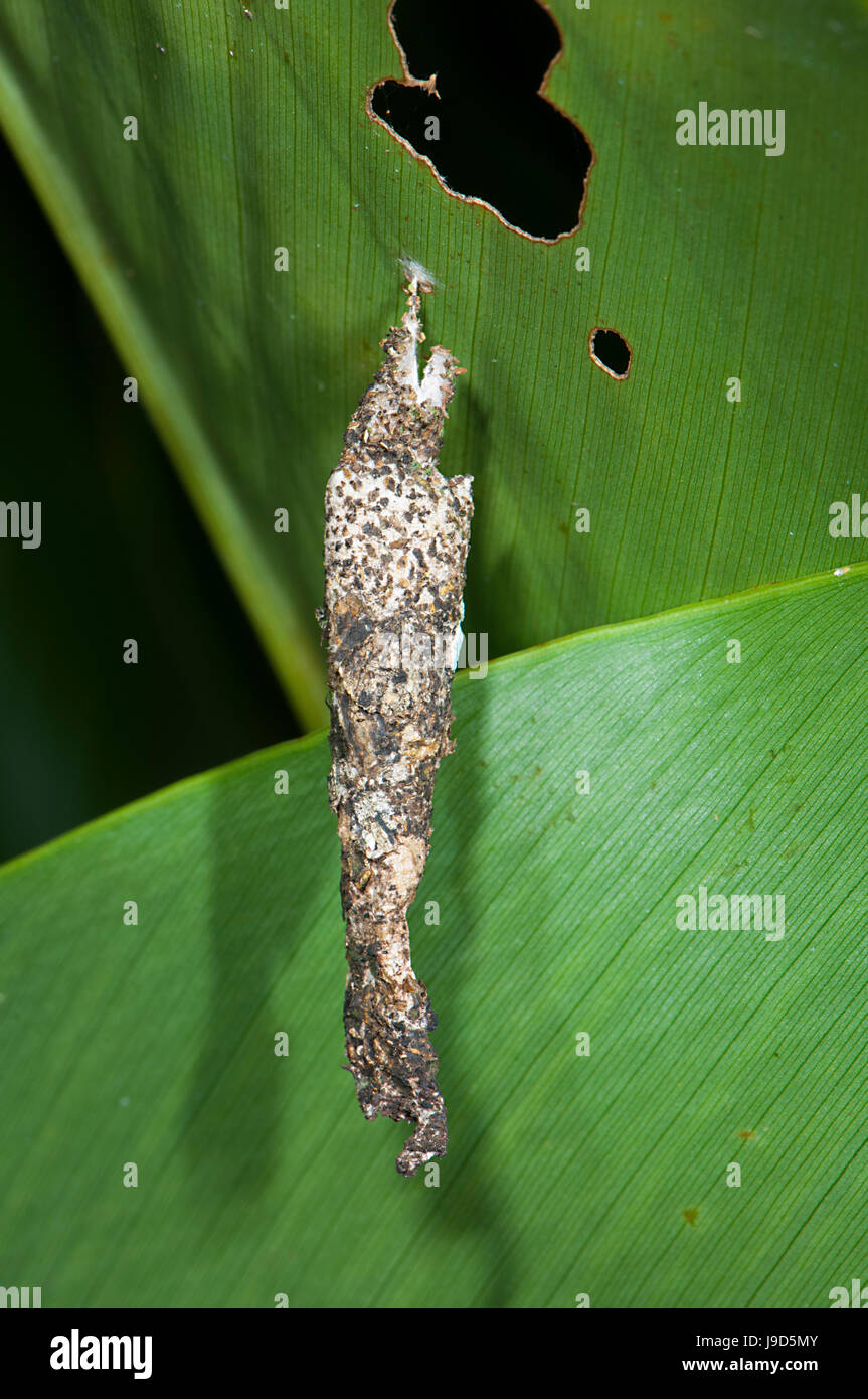 Case Moth, Far North Queensland, FNQ, QLD, Australia Stock Photo