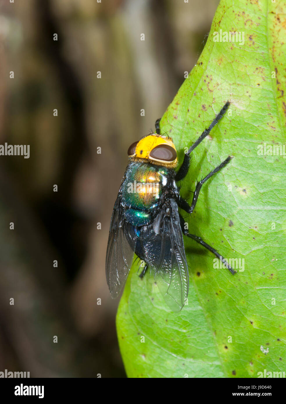Snail Parasite Blowfly (Amenia imperialis), Calliphoridae, Far North Queensland, FNQ, QLD, Australia Stock Photo
