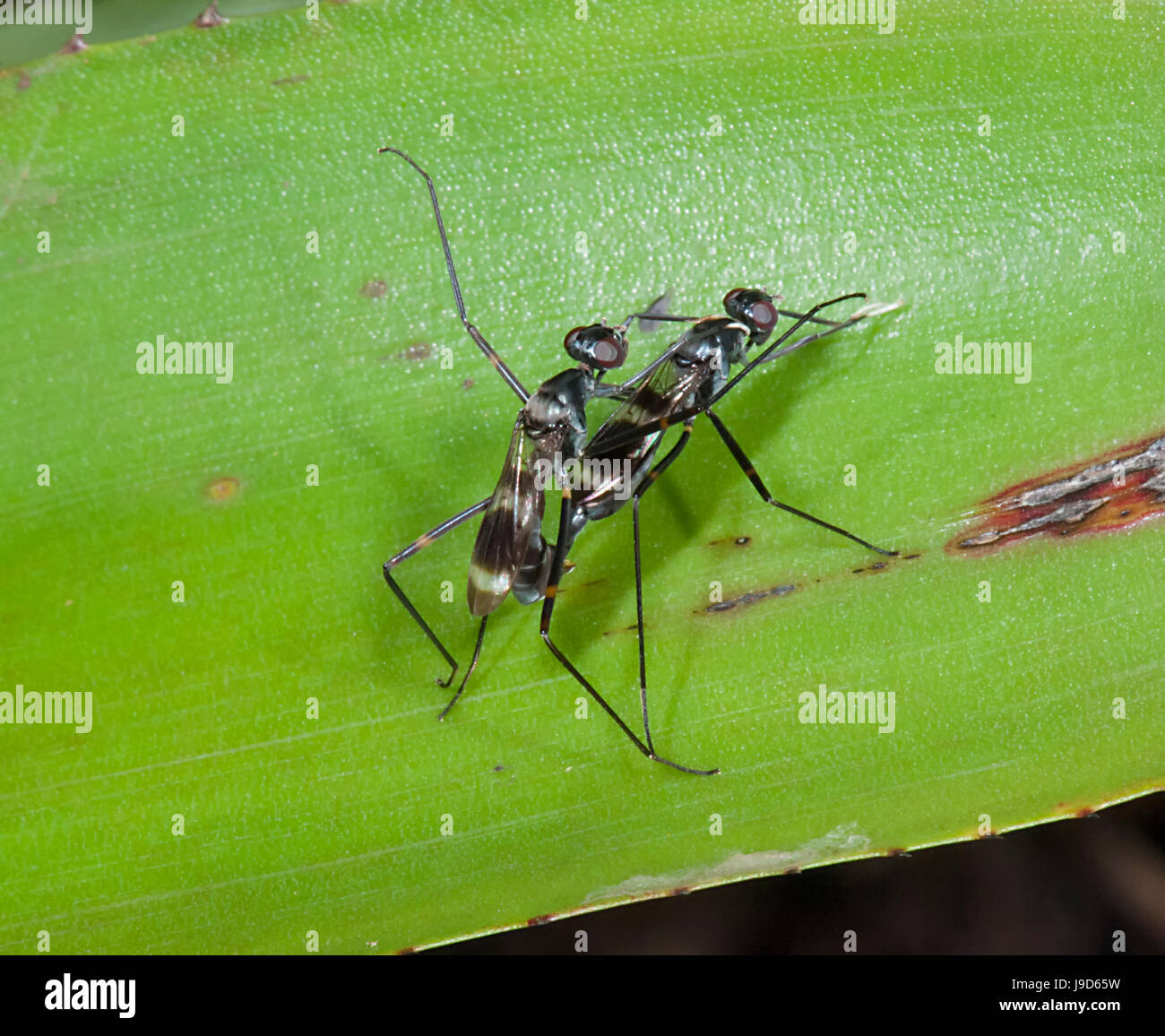 Micropezidae Stilt-legged Flies mating (Micropezidae), Calliphoridae, Far North ...