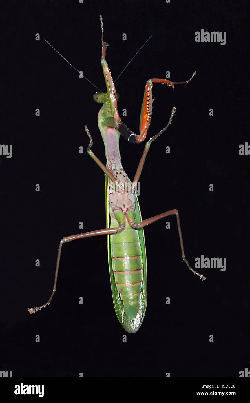 Australian praying mantis hires stock photography and images Alamy