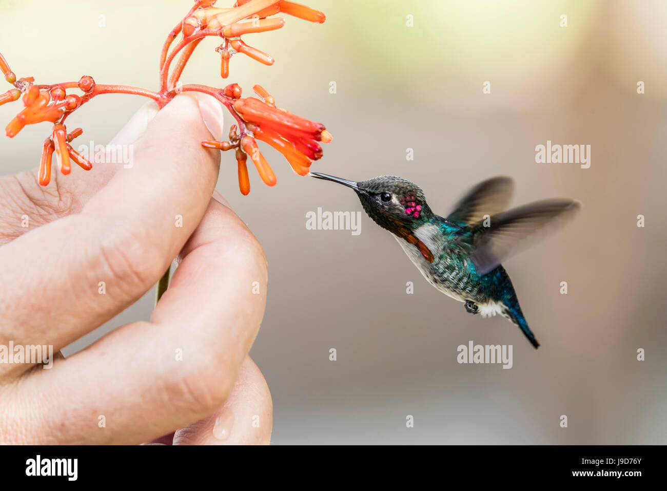 A wild adult male bee hummingbird (Mellisuga helenae), attracted to hand-held flower near Playa Larga, Cuba, Caribbean Stock Photo