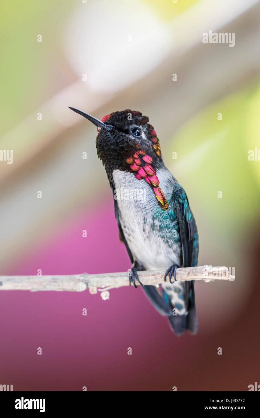 A wild adult male bee hummingbird (Mellisuga helenae), displaying vivid coloration near Playa Larga, Cuba, Caribbean Stock Photo