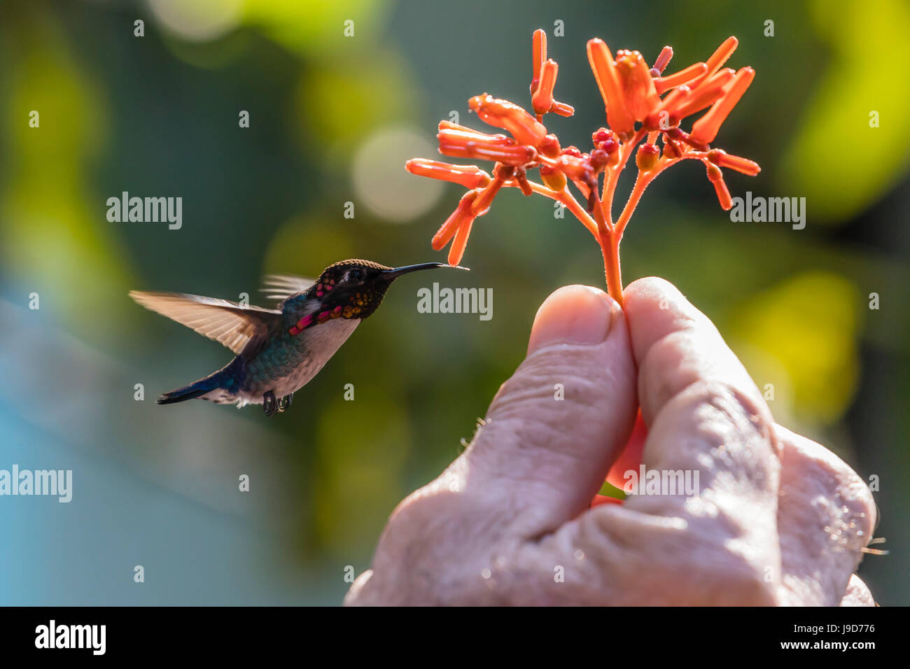 A wild adult male bee hummingbird (Mellisuga helenae), attracted to hand-held flower near Playa Larga, Cuba, Caribbean Stock Photo