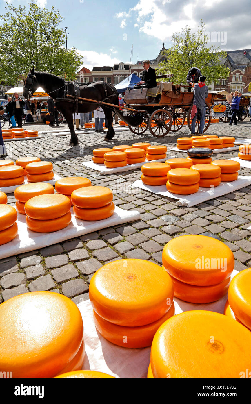Gouda cheese wheel hires stock photography and images Alamy