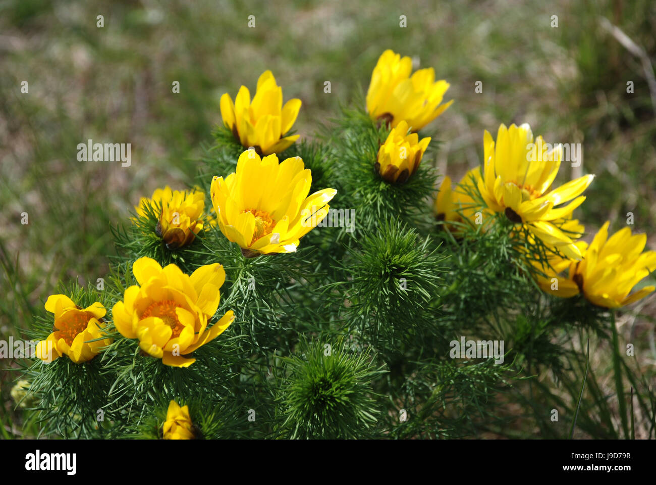 god, flower, plant, rose, antiquity, greek, adonis, nature, god Stock Photo  - Alamy
