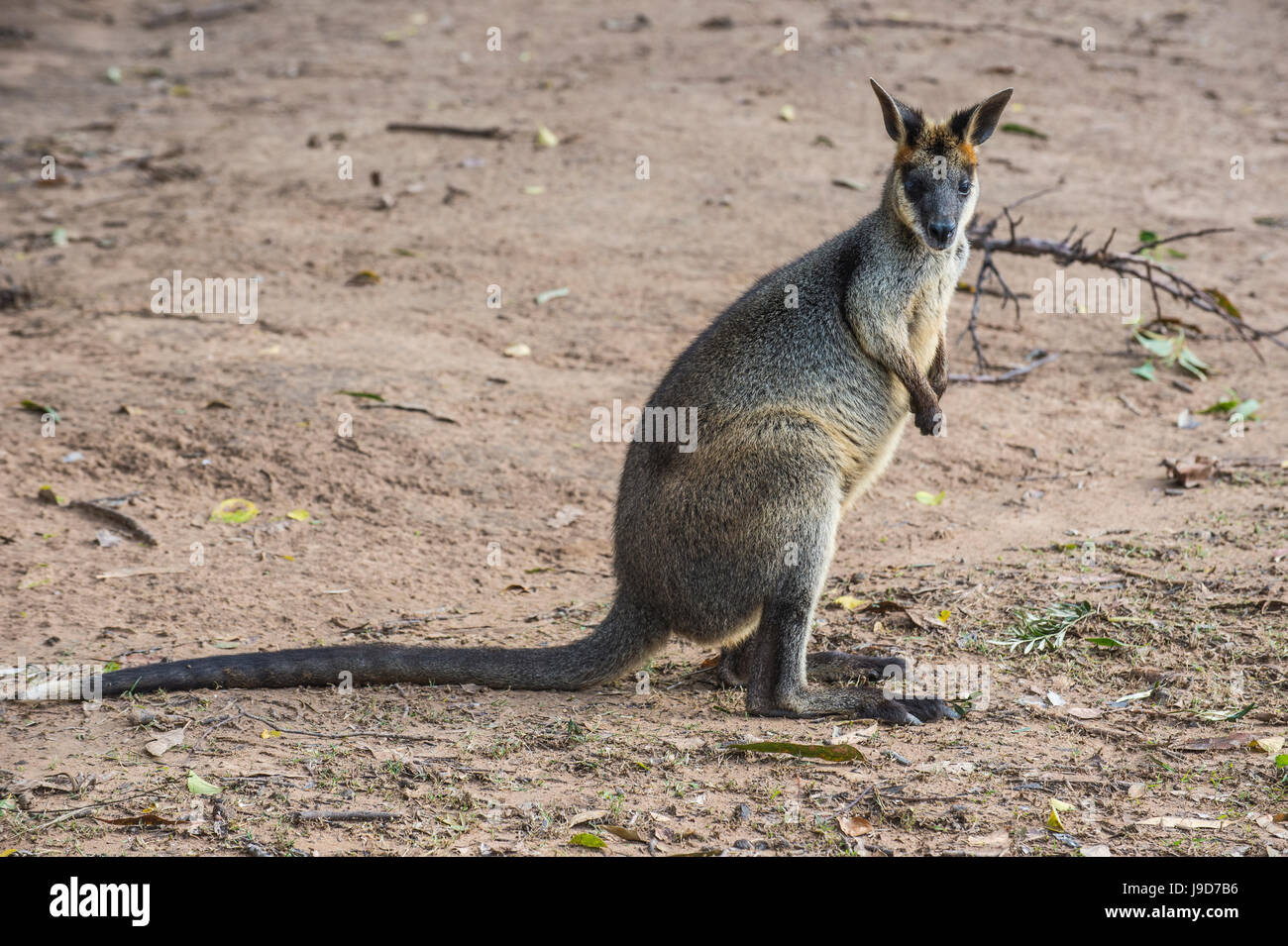 Kangaroo (macropods), Lone Pine Sanctuary, Brisbane, Queensland, Australia, Pacific Stock Photo