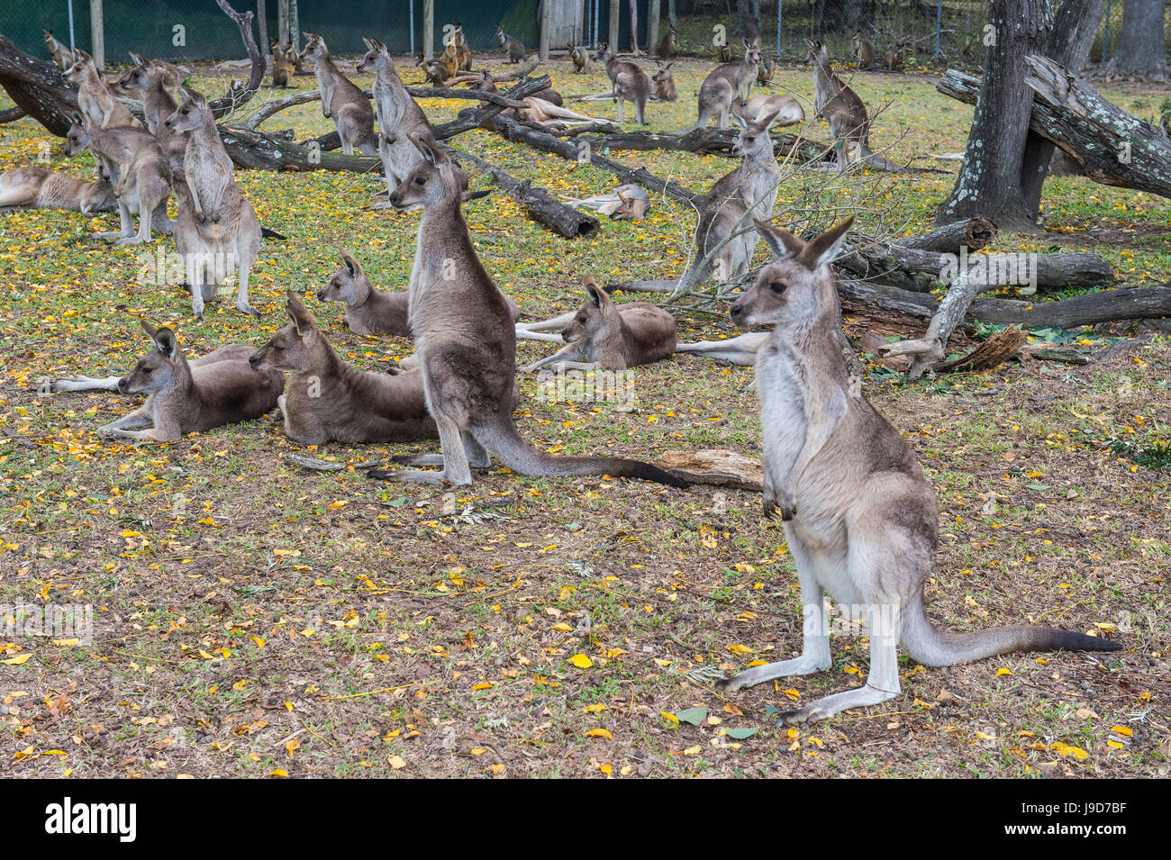 Kangaroos (macropods), Lone Pine Sanctuary, Brisbane, Queensland, Australia, Pacific Stock Photo