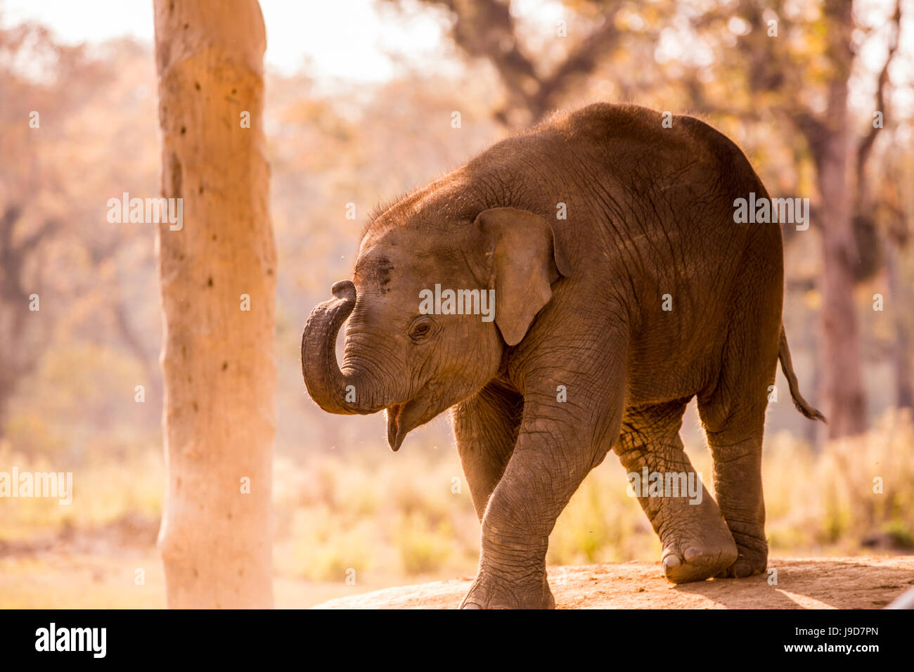 Baby elephant walking, Chitwan Elephant Sanctuary, Nepal, Asia Stock
