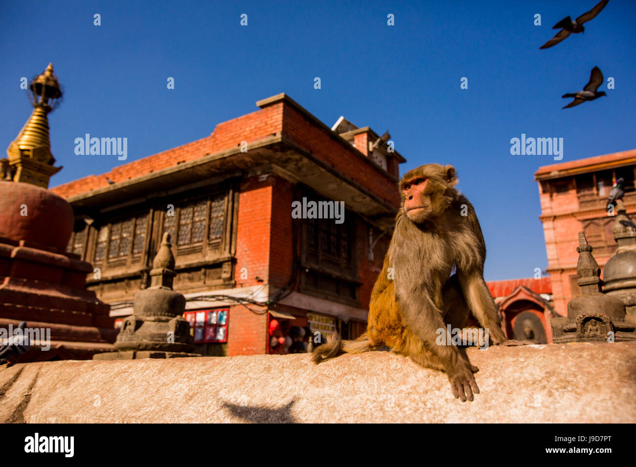 Sacred Monkey Temple, Kathmandu, Nepal, Asia Stock Photo