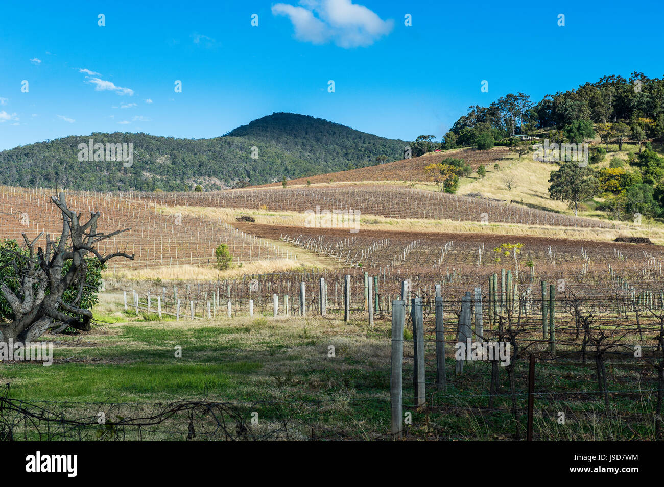 View over the wine region of the Hunter Valley, New South Wales, Australia, Pacific Stock Photo