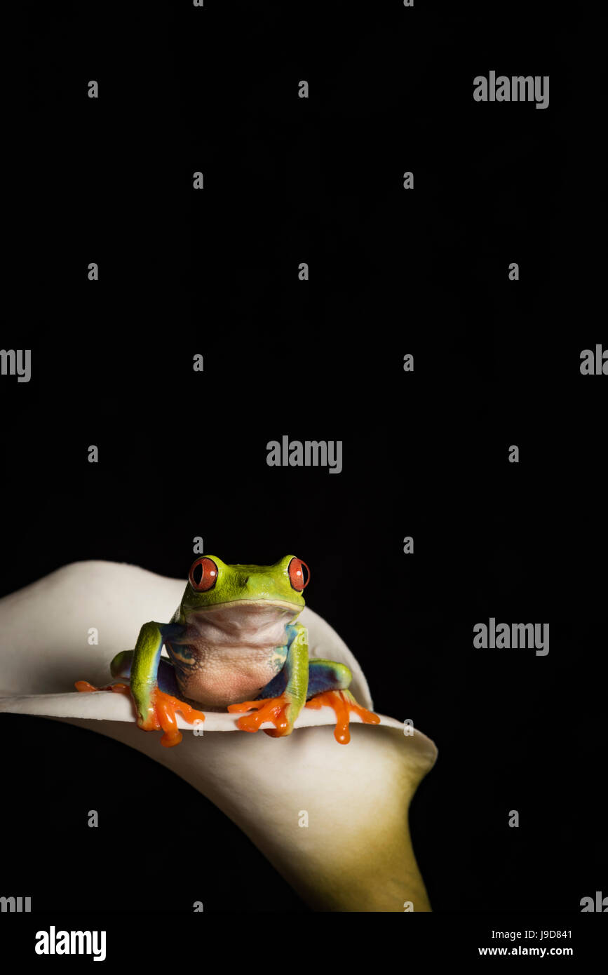 red eyed tree frog