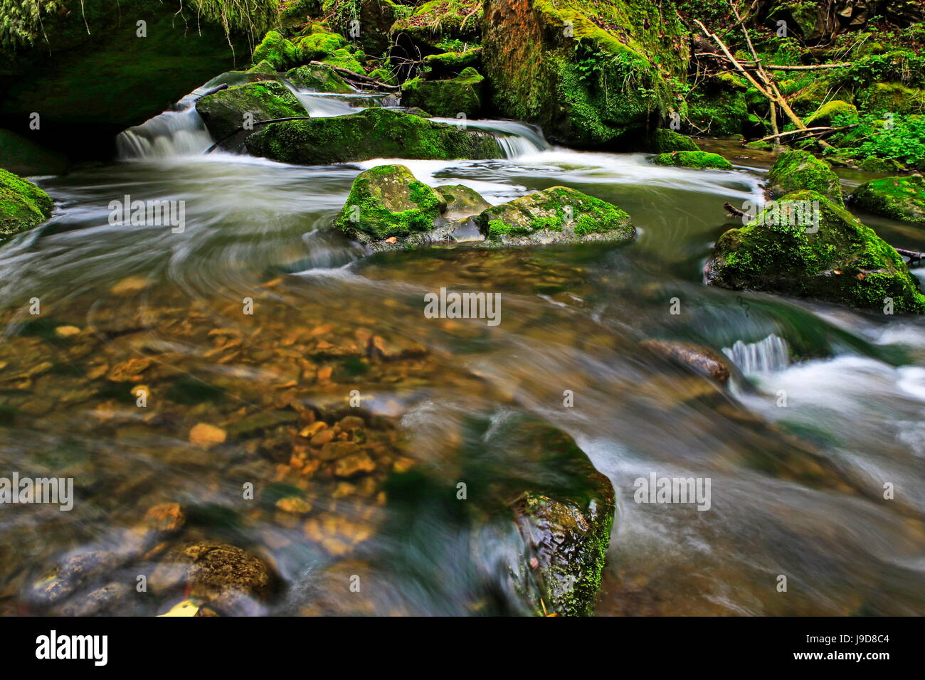 Forest brook, Schiessendumpel, Mullerthal, Luxembourg, Europe Stock Photo