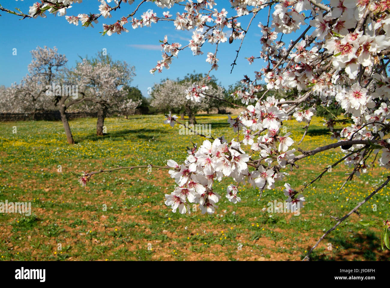 Almond blossom time, Majorca, Balearic Islands, Spain, Europe Stock Photo