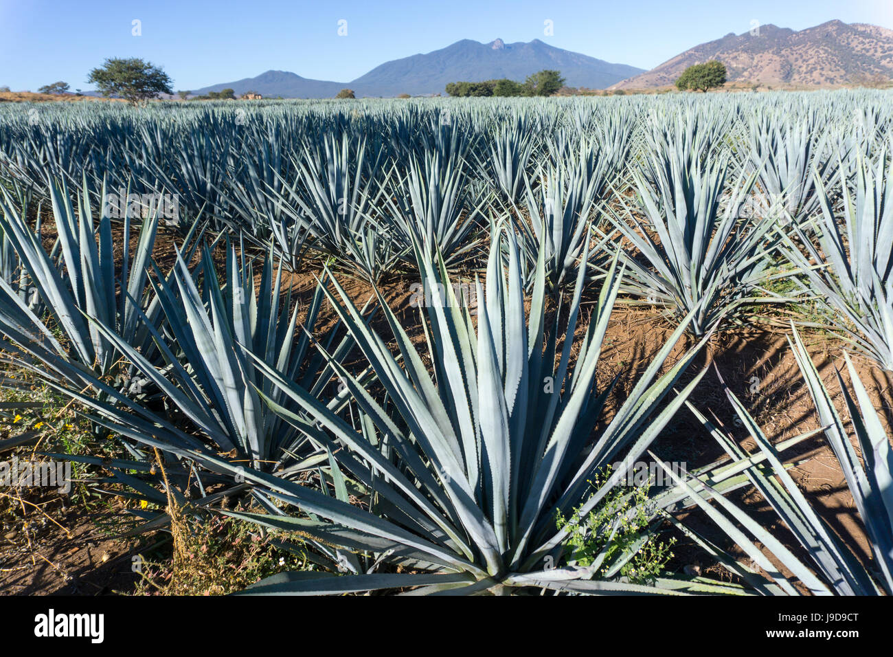 Tequila farm mexico hi-res stock photography and images - Alamy