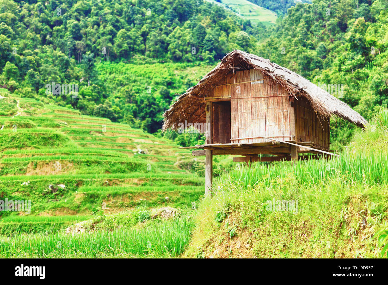 asia, highland, terraces, landscape, scenery, countryside, nature ...