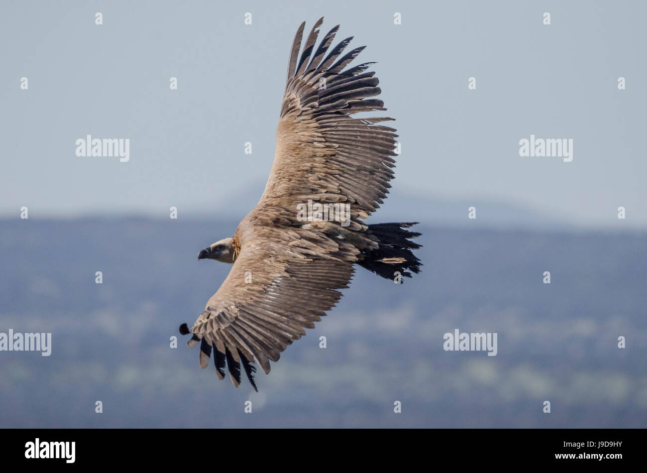 Griffon Vulture, Castillo de Monfrague, Monfrague National Park, Caceres, Extremadura, Spain, Europe Stock Photo