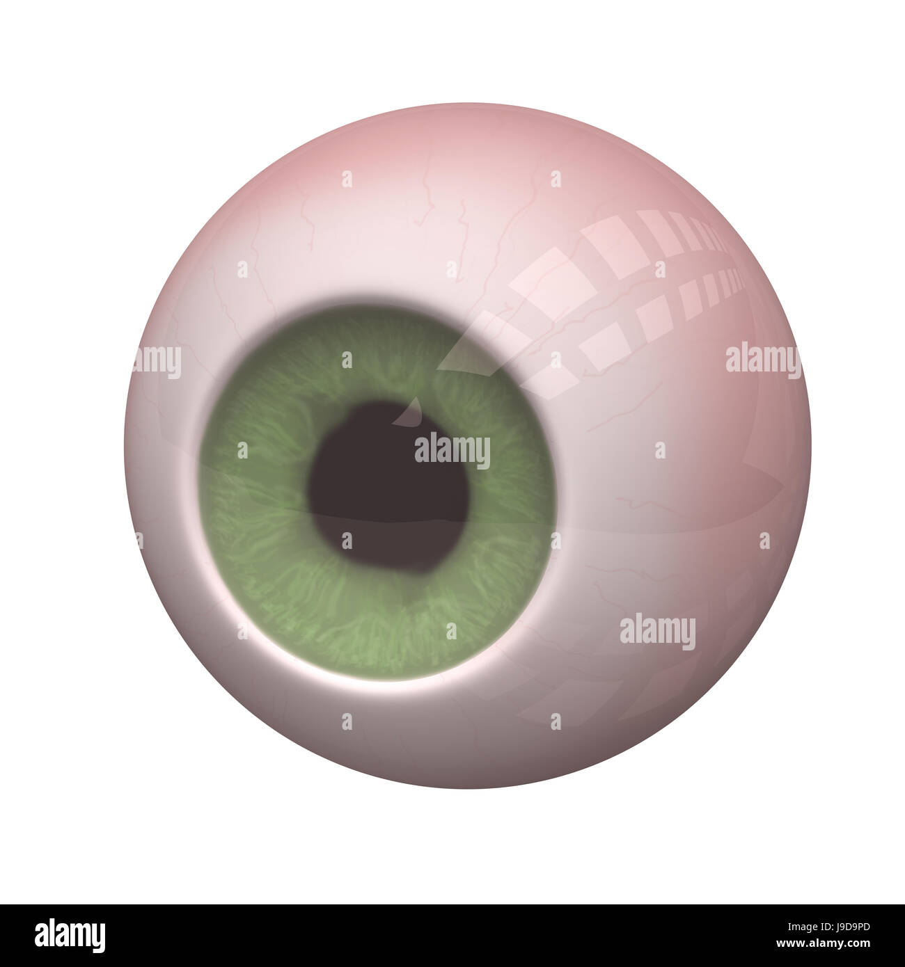 eye, organ, optician, test, eyesight, examination, retail shop, shop