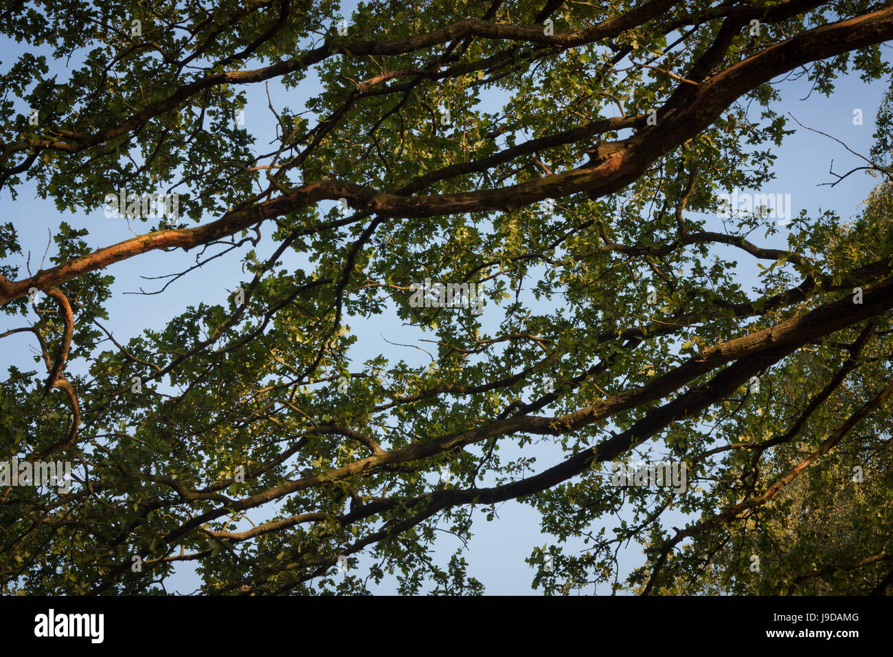 blue, tree, ground, soil, earth, humus, leaves, branch, solitary, bark ...
