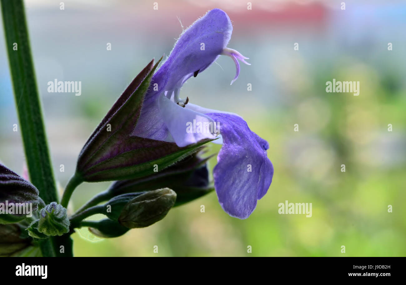 sage, echter salbei, salvia, salvia officinalis, kchensalbei