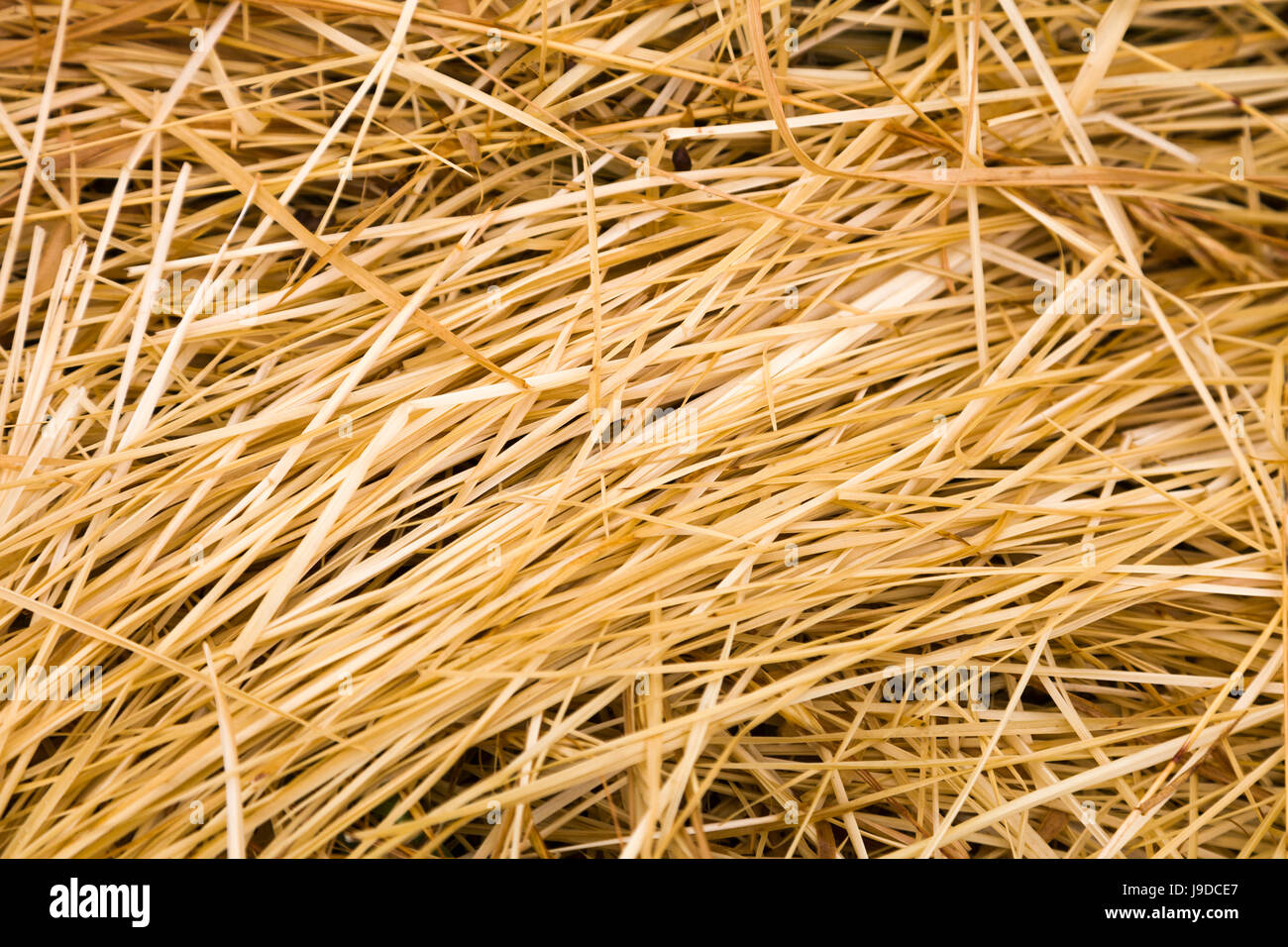Dried grass texture Stock Photo Alamy