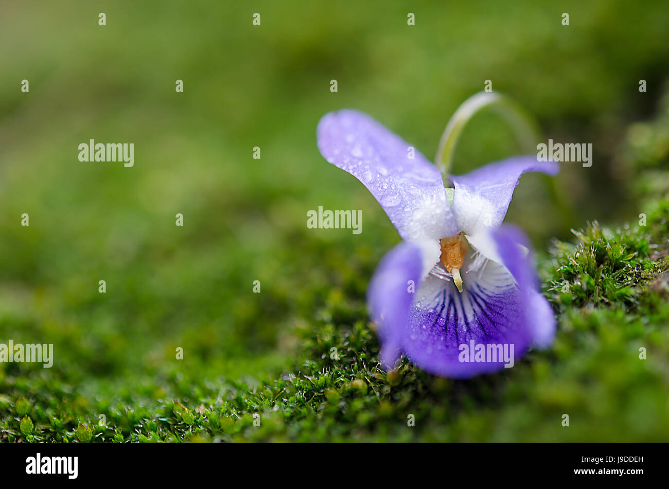 blue wet flower on green background Stock Photo