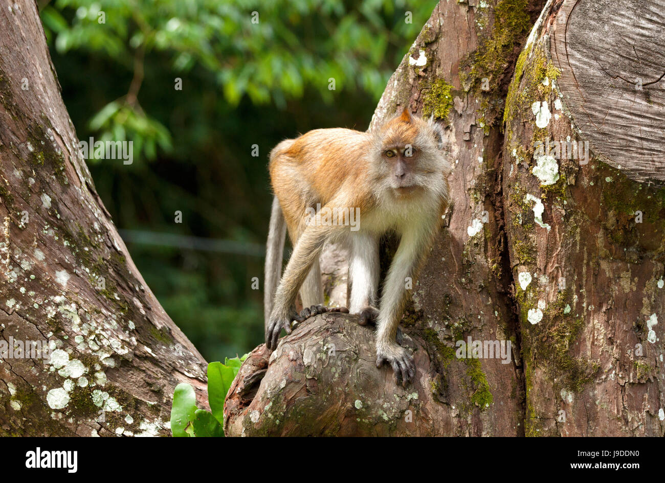 tree, animal, mammal, wild, face, monkey, fur, malaysia, wildlife, put, Stock Photo