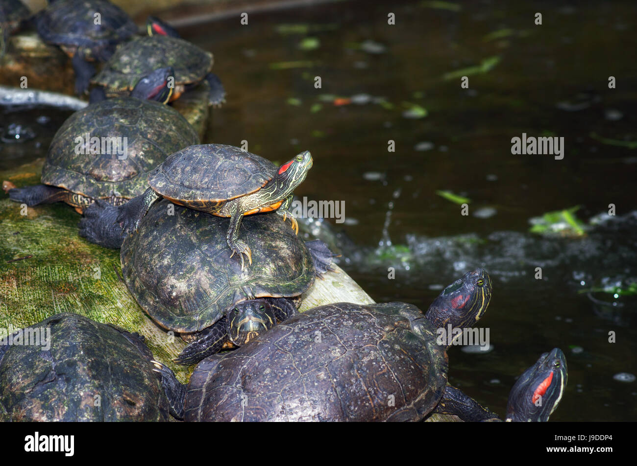 animal, reptile, animals, shell, wildlife, turtle, tortoise, slow, speed, Stock Photo