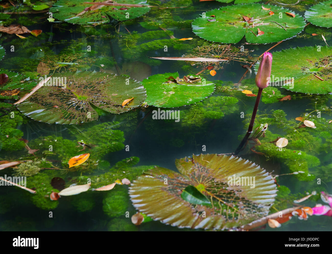 environment, enviroment, garden, swamp, lily, stream, fresh water, pond, water, Stock Photo