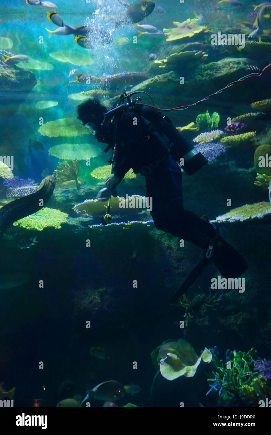 fish, person, underwater, under, reef, swimming, navy, marine, diving, salt Stock Photo
