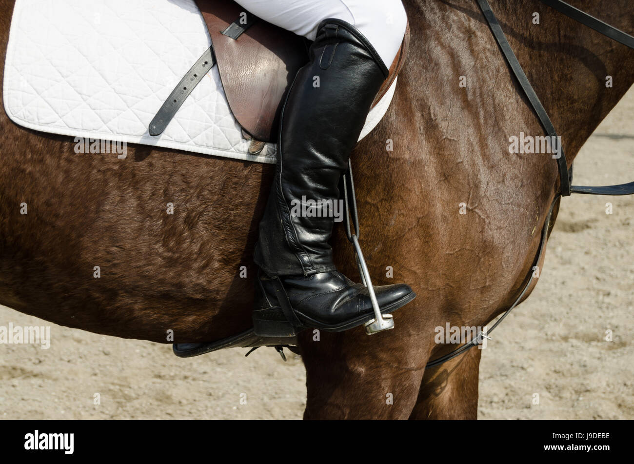 dressage horse and rider Stock Photo