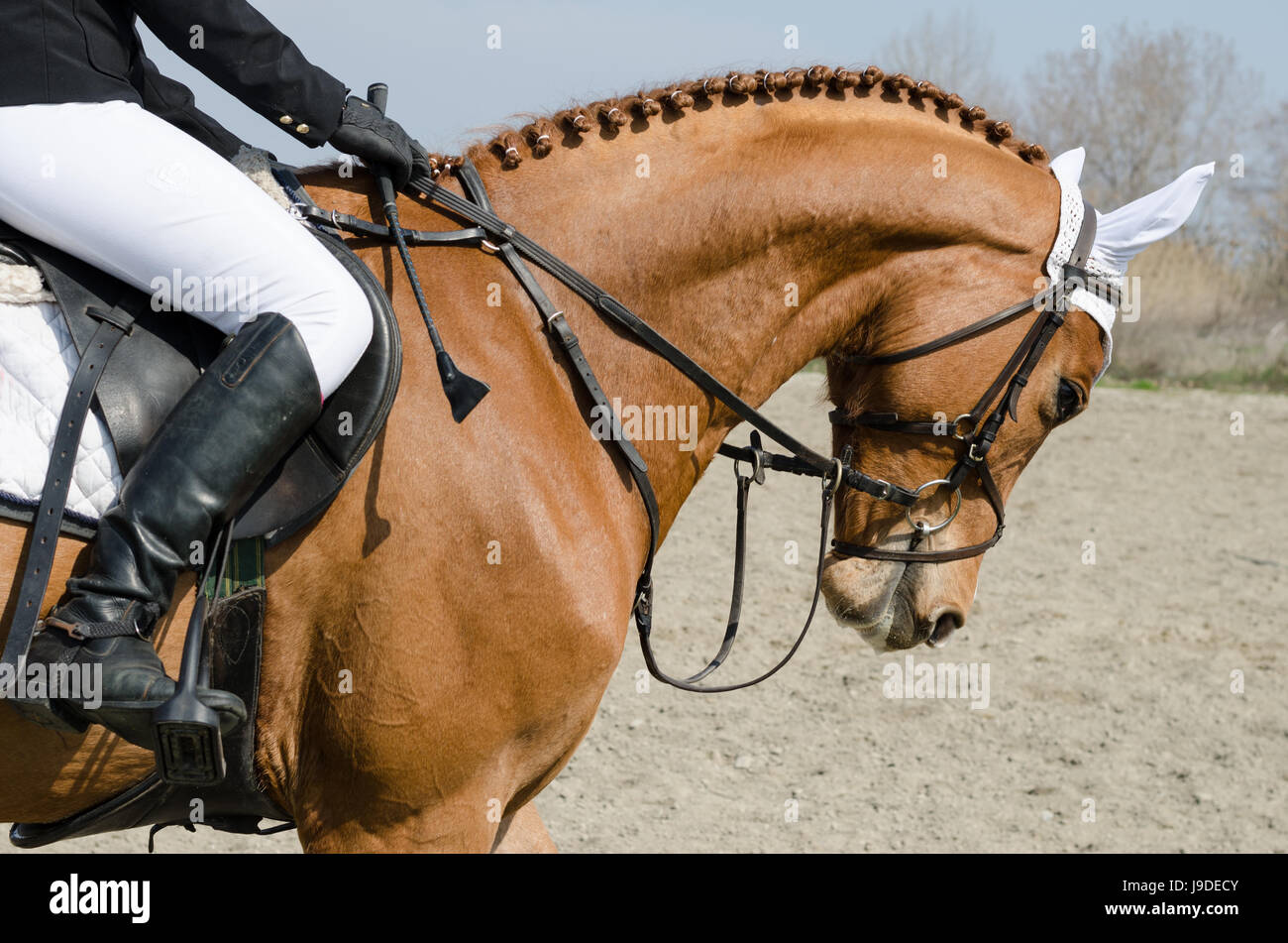 Head-shot of a show jumper horse during training with unidentified rider Stock Photo