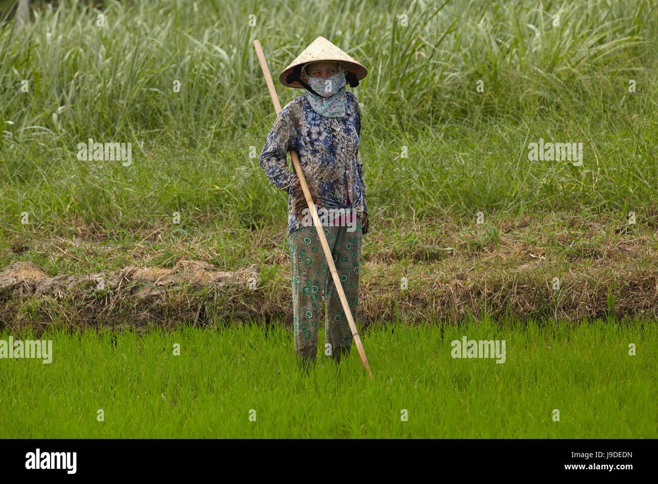 Worker in rice paddy, near Tan Hoa, Tien Giang Province, Mekong Delta, Vietnam Stock Photo