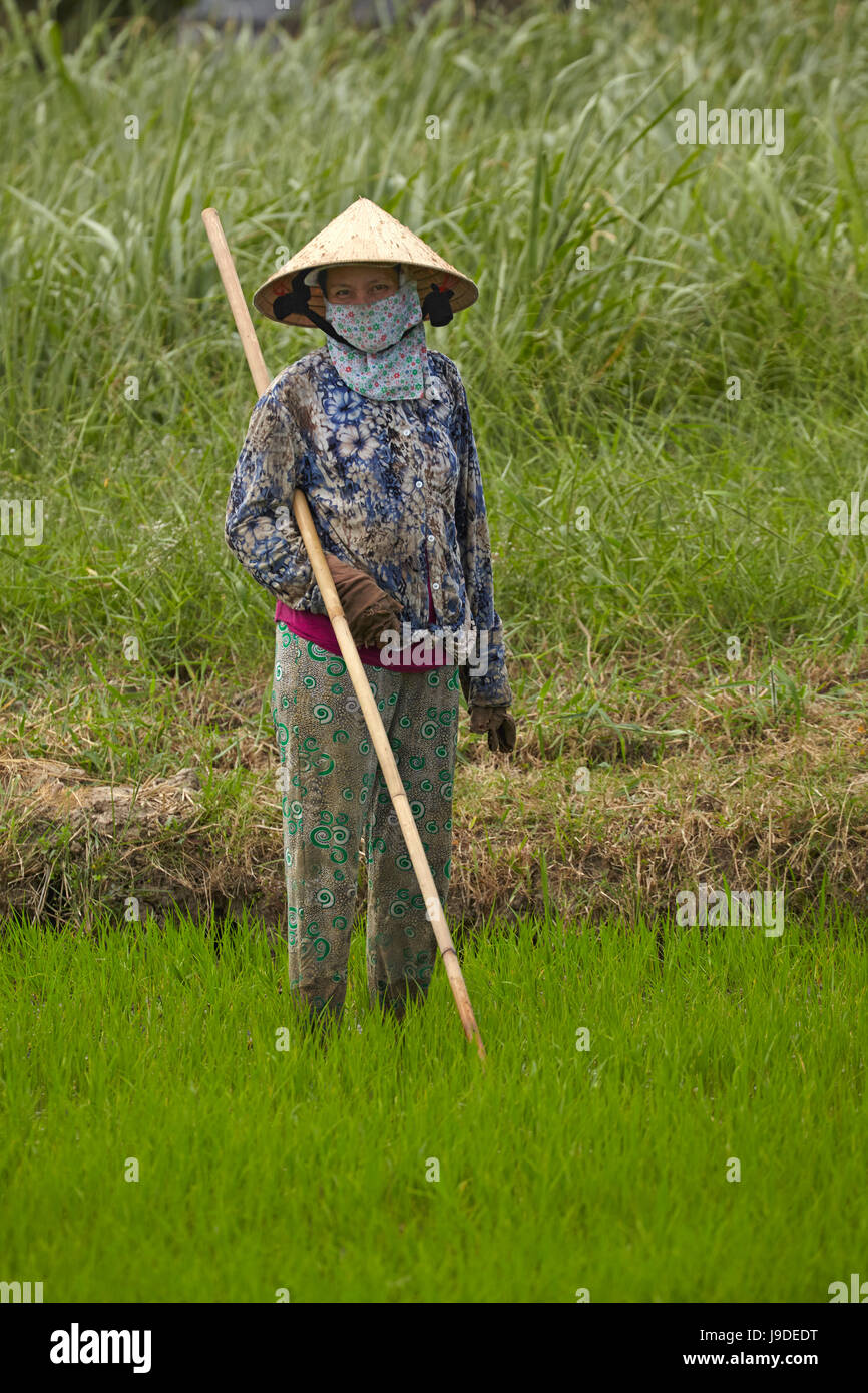 Worker in rice paddy, near Tan Hoa, Tien Giang Province, Mekong Delta, Vietnam Stock Photo