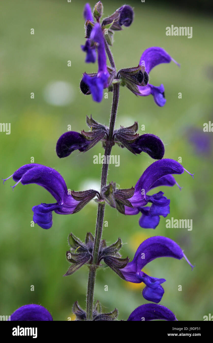 blue, flower, flowers, plant, spring, violet, meadow, blue, flower, plant, Stock Photo