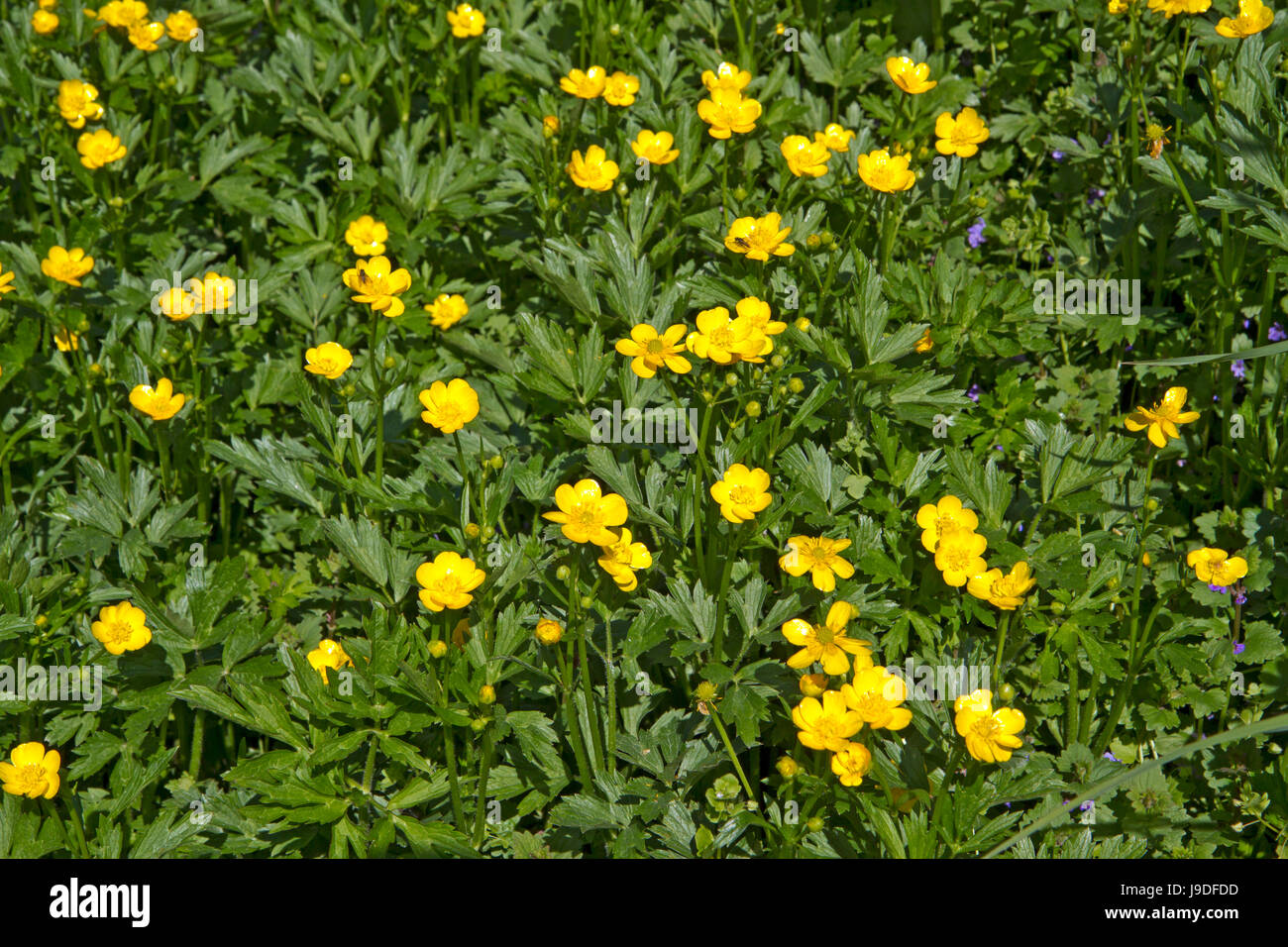 butter flowers on a meadow in spring Stock Photo Alamy