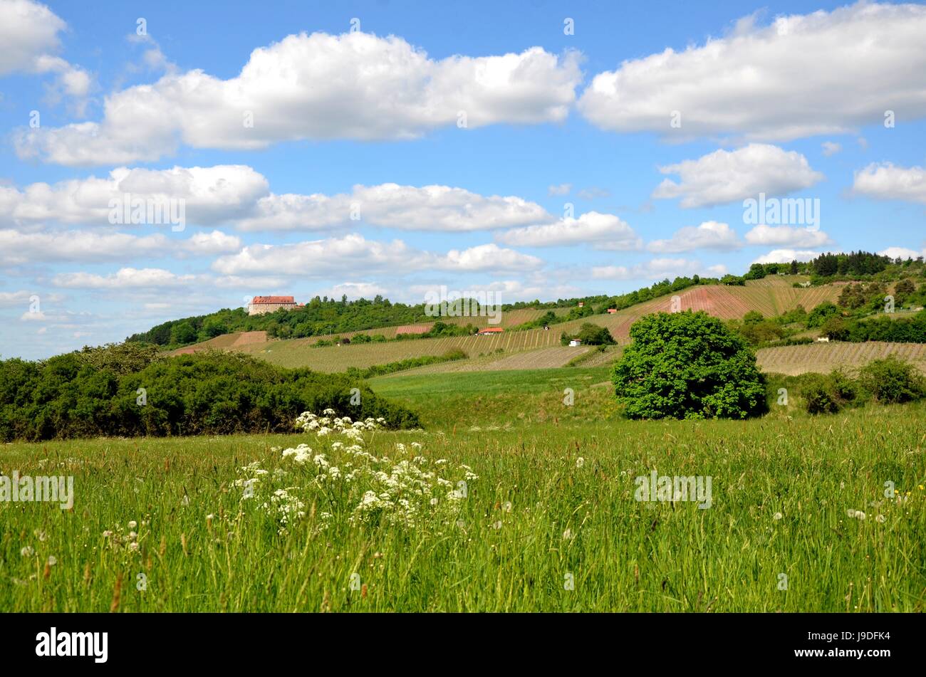 agriculture, farming, cultivation of wine, vineyard, recuperation, chateau, Stock Photo