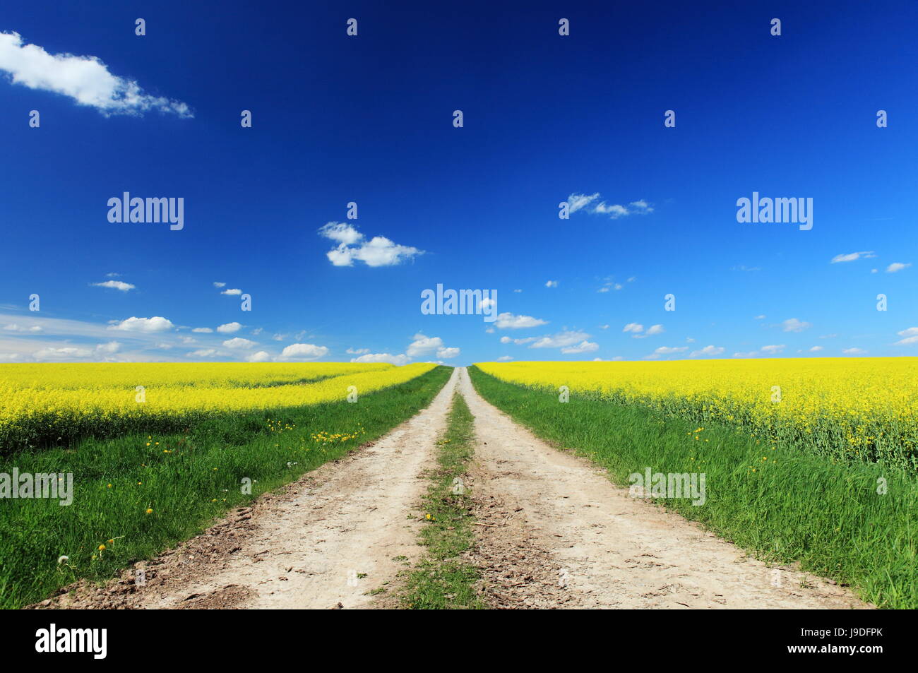 coleseed, Rape field, energy, power, electricity, electric power, spring, path, Stock Photo